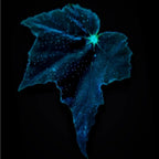 Black Swan Begonia