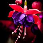 🧚🏼Fuchsia Flowers Seeds-Dancing Elf🪴Bonsai