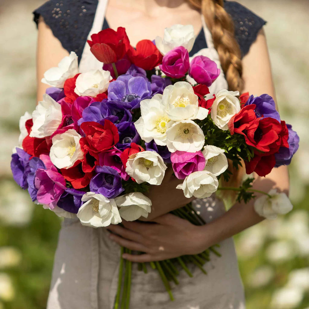 De Caen Mix Anemone Seeds