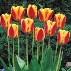 Halley's Comet Jumbo Perennial Tulip Seeds