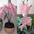 Pink Princess Beauty - Rare
