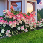 Strawberry Sundae Hydrangea