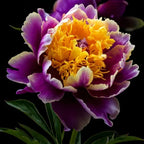 Yellow Peony Seeds – Symbol of luck and wealth