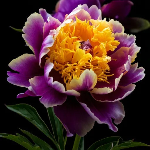 White Peony Seeds – Symbol of luck and wealth