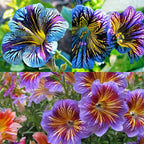 Chilean Morning Glory Seeds