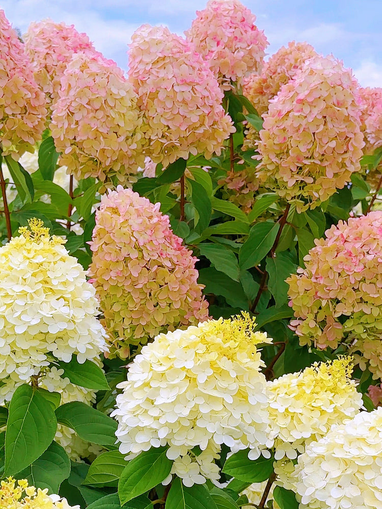 🌺Panicle Hydrangea Seeds