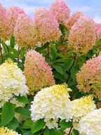 🌺Panicle Hydrangea Seeds