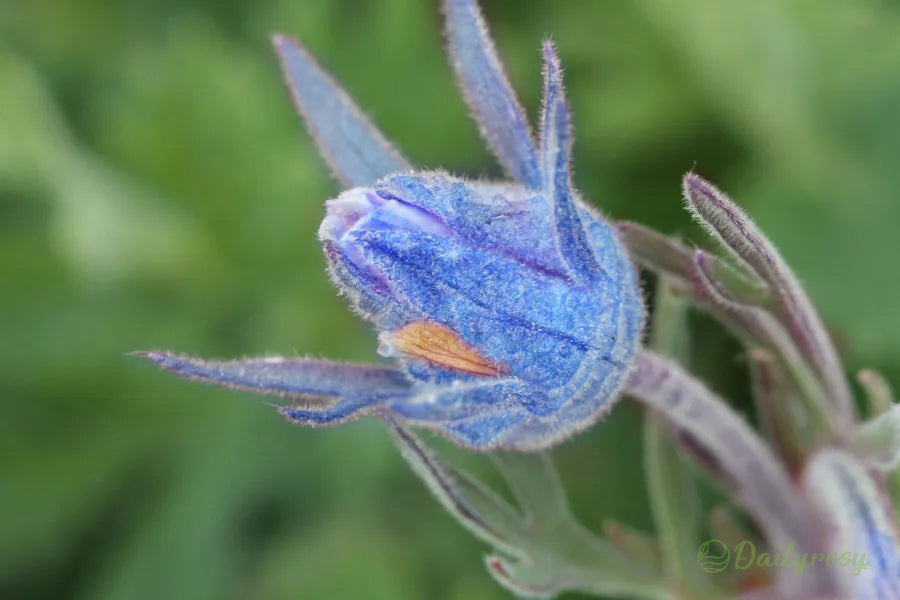 Prairie Smoke Flower Seeds