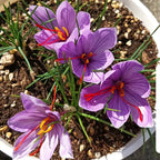 Saffron Crocus Bulbs -Crocus Sativus