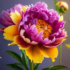 Yellow Peony Seeds – Symbol of luck and wealth