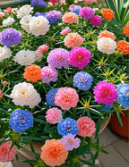 🌼Muti-color Moss Rose-Double Petal Sunflower