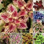 50pcs/Bag Coleus Bonsai Flower Leaf Plants Rainbow Dragon Seeds Garden