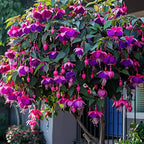 Fuchsia Seeds - Lantern flower
