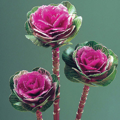Ornamental Kale Cut Flower Collection Seed