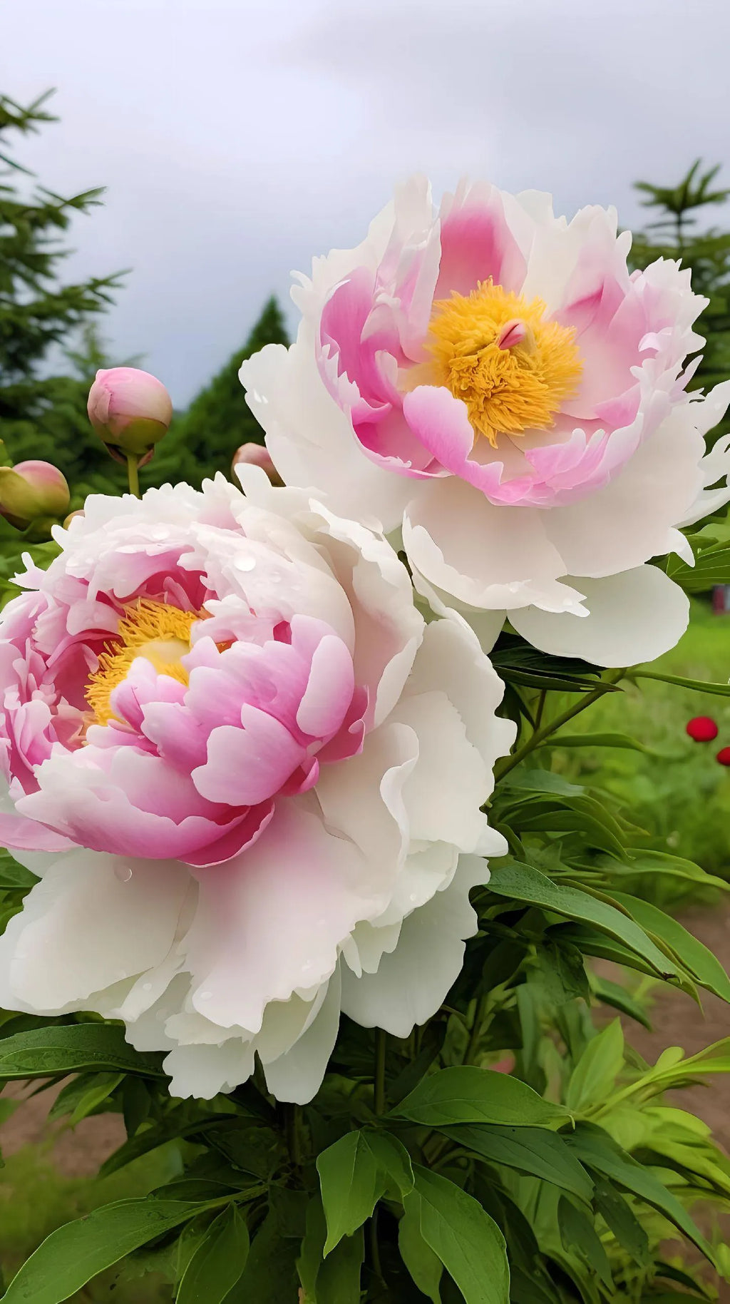 Yellow Peony Seeds – Symbol of luck and wealth