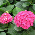 Hydrangea Seed: Beautiful, reunion and gratitude