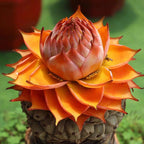 Golden Red Lotus Seeds: Embrace Tranquility with Every Bloom 🌸
