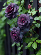 Black Baccara Seeds