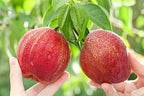 Pyrus pyrifolia 'Nijisseiki'🌈Rainbow Pear Seeds