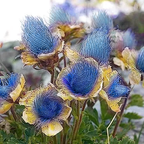 Blue Prairie Smoke Flower
