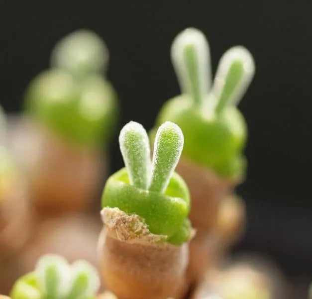 Rabbit Ear Succulent seeds, Rare succulent