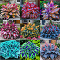 🌈RARE MULTI-COLORED HOSTAS SEEDS