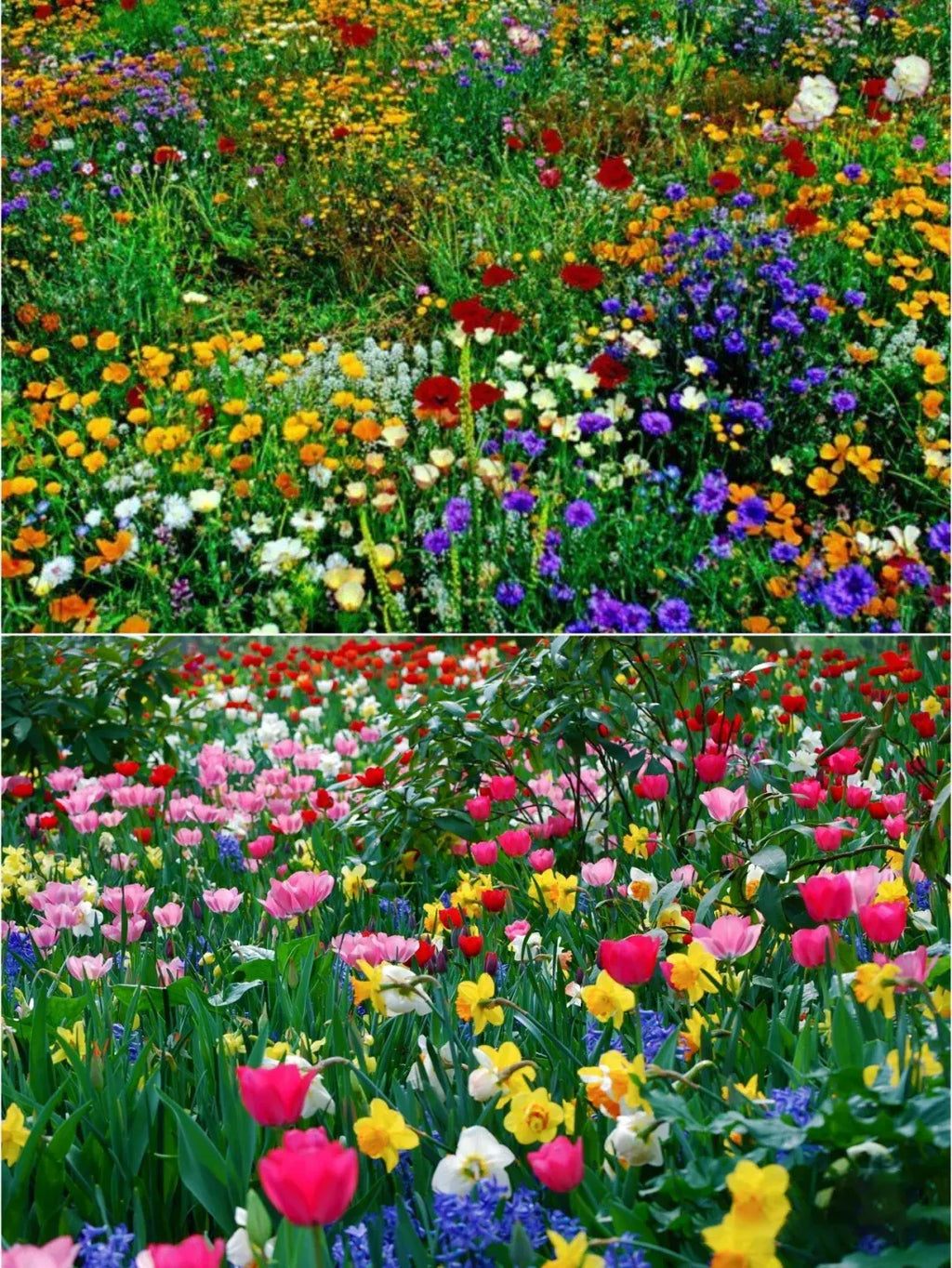 👍Mixed Perennial Flower Seeds – 60+ Varieties for Endless Blooms