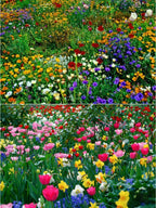 👍Mixed Perennial Flower Seeds – 60+ Varieties for Endless Blooms