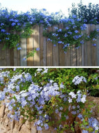 Blue Plumbago Flower Seeds - Blue Gem in the Garden