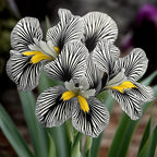 💐Zebra Stripes Iris (Iris Germanica) – A Bold, Striped Beauty