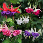 Fuchsia Seeds - Lantern flower