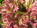 Coffee Leaf lettuce Seeds-🪴Harvest Within 30 days-Fewer Pests