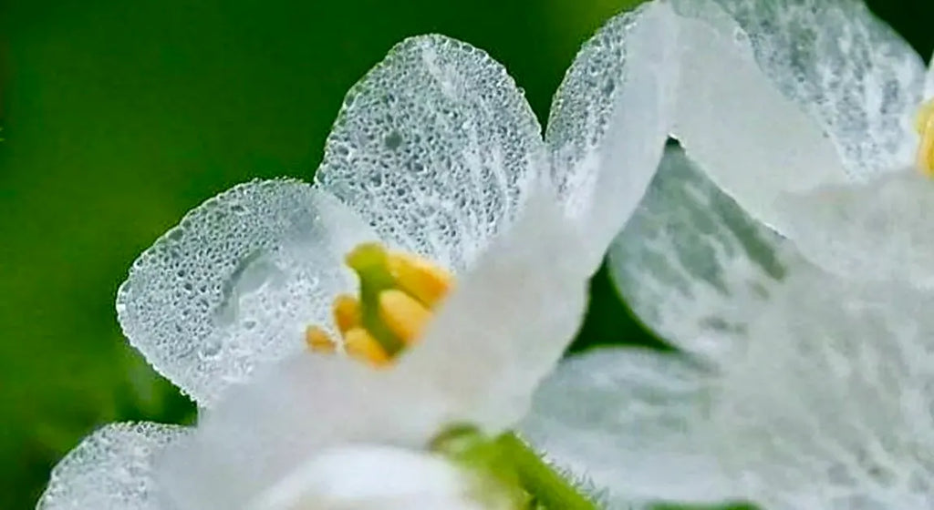 Crystal Flower Seeds