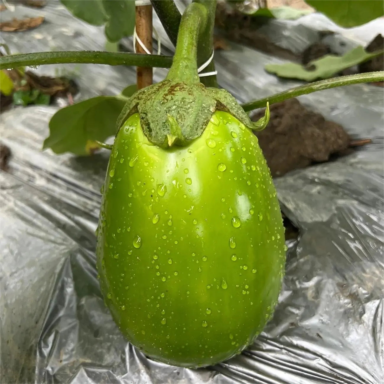 🍆 Green Can Eggplant Seeds - A Flavorful and Nutritious Garden Gem!