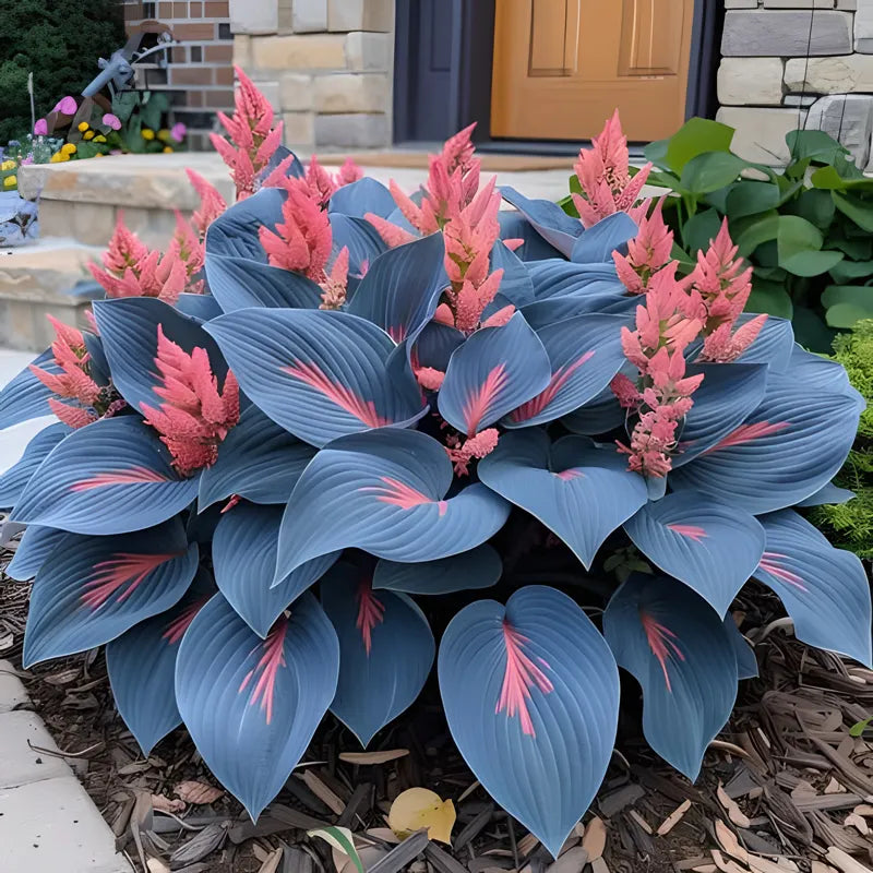 🪴Premium Hosta Seeds for Lush Shade Gardens