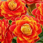 Golden Fox Longevity Flower Seeds