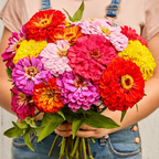 Zinnia Seeds (California Giant ) – 100% Pure Heirloom Flower Seeds
