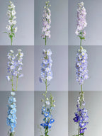 Delphinium Seeds-Mixed 7 Colors