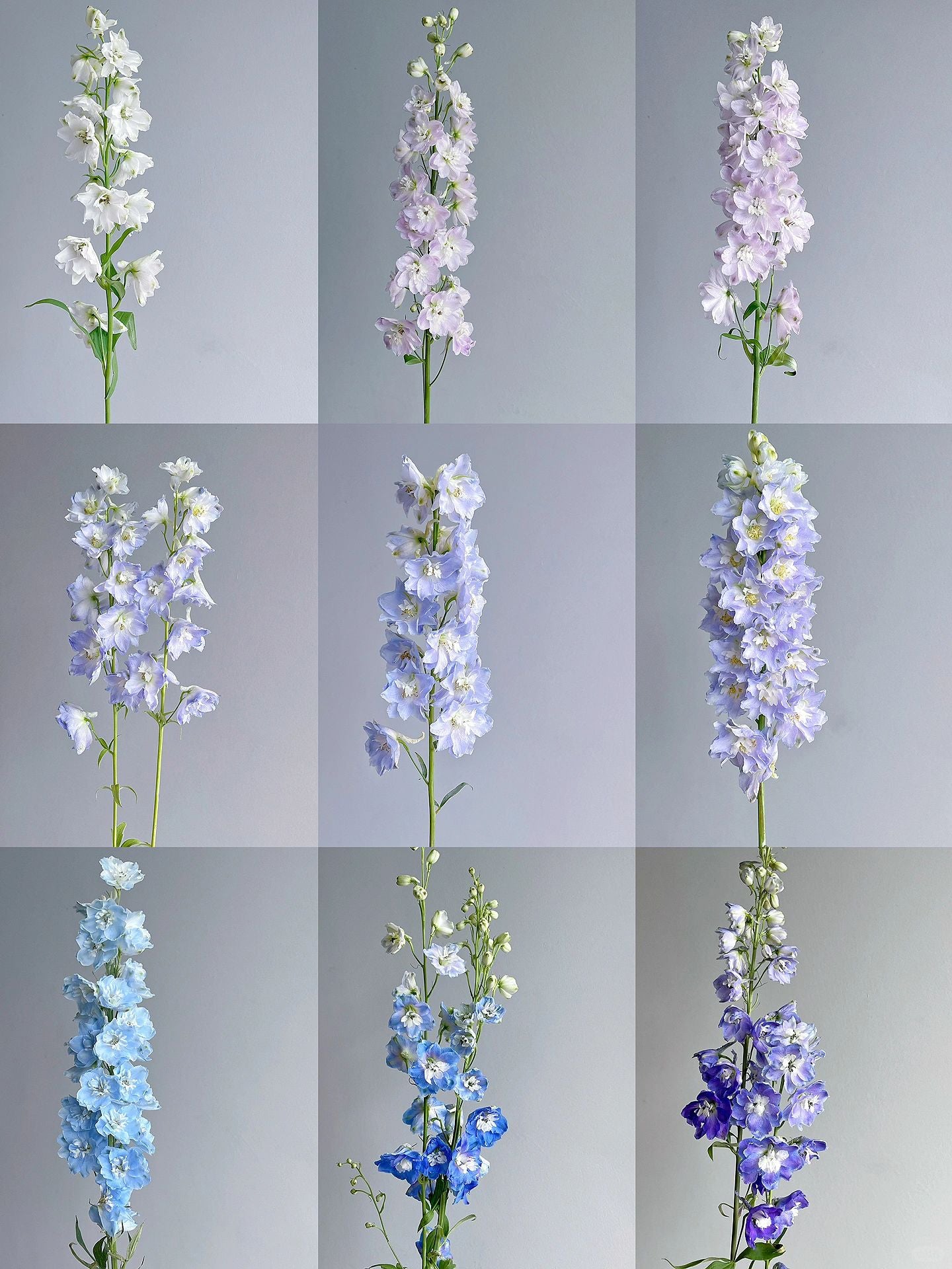Delphinium Seeds-Mixed 7 Colors