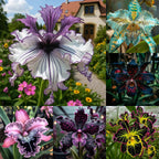 🦋Iris butterfly seeds