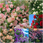 [3 days germination]🔥Last Day 49% OFF🌺Climbing Rose Seeds