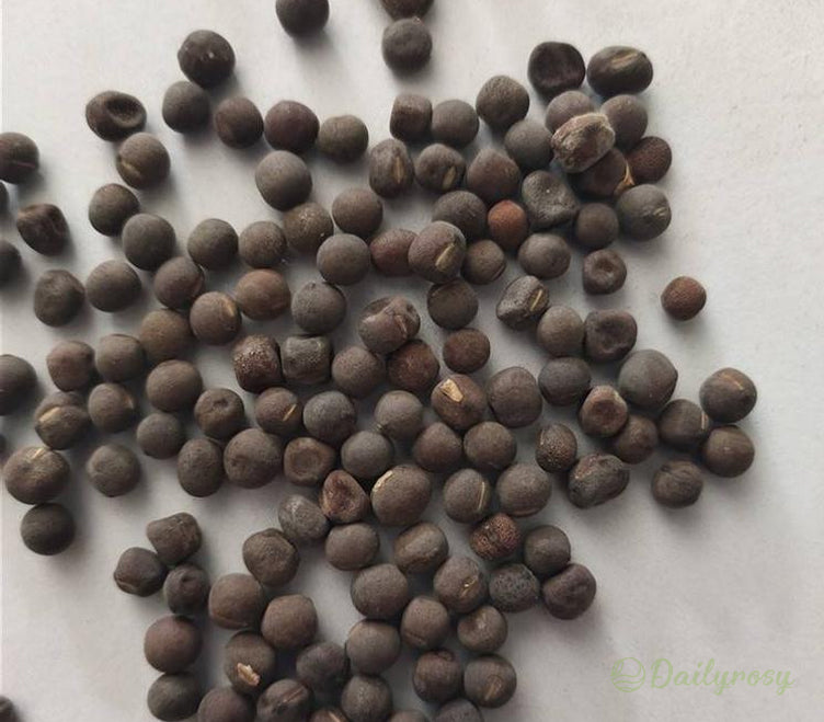 💐Multi Color Sweet Pea Flower Seeds
