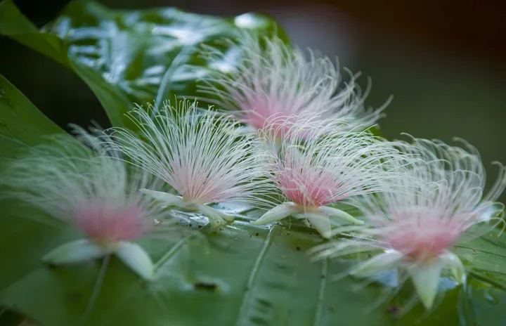 Barringtonia racemosa seeds🌸