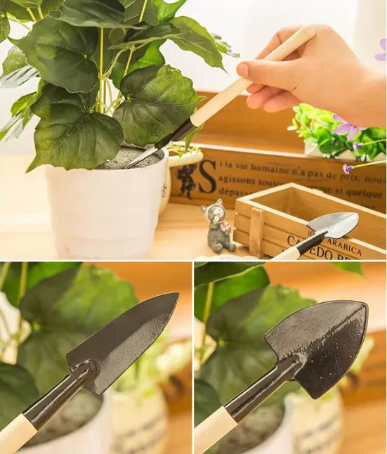 Phalaenopsis Flower Seeds
