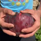 🍑Super Giant Fig Tree Seeds - The Sweetness of a Peach in Every Bite! 🌟