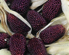🍓&🌽Strawberry Corn seeds - 2023 popular seeds
