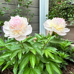 Yellow Peony Seeds – Symbol of luck and wealth