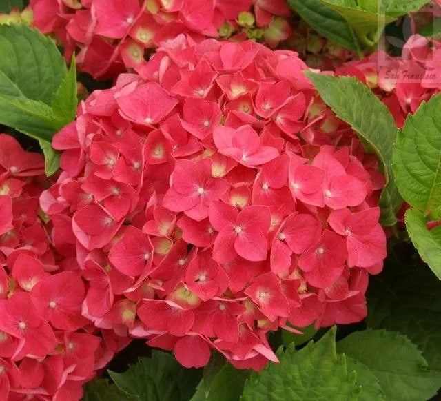 Hydrangea Seed: Beautiful, reunion and gratitude