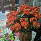Golden Fox Longevity Flower Seeds