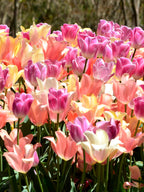 Tulip Perfect Pastel CollectionTM